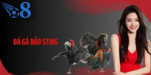 Đá Gà Bảo Sting Và Góc Nhìn Thực Chiến Từ Kèo Đến Hồ Đấu