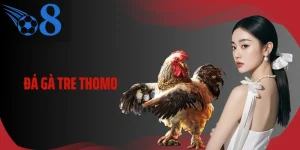 Đá Gà Tre Thomo Và Cách Đọc Thế Gà Trước Giờ Vào Kèo