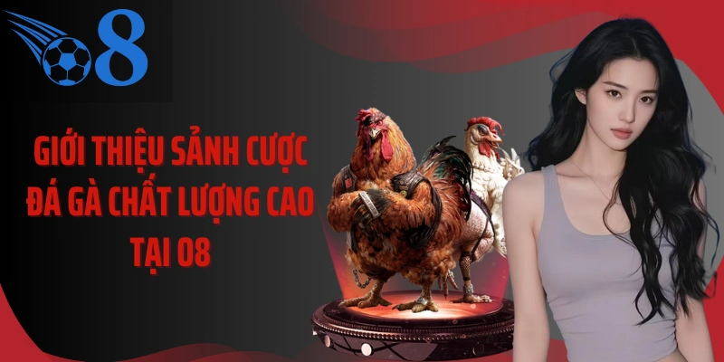 Giới thiệu sảnh cược đá gà chất lượng cao tại O8