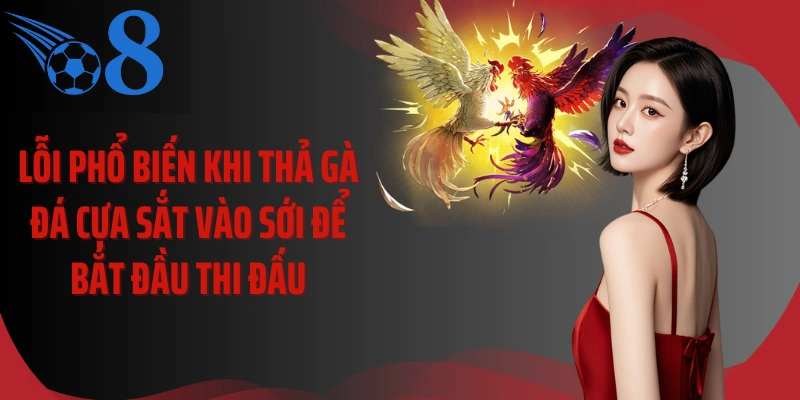 Lỗi phổ biến khi thả gà đá cựa sắt vào sới để bắt đầu thi đấu