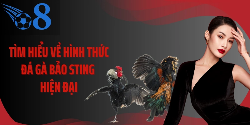 Tìm hiểu về hình thức đá gà Bảo Sting hiện đại